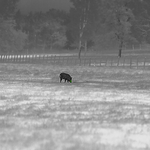 InfiRay Outdoor RICO HD RS75 1280 Thermal