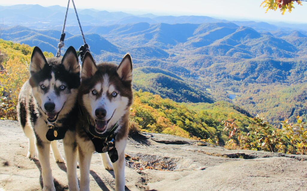 Exploring the Trails with Your Dogs: Hiking in and Around National Parks w/ Help from the Garmin InReach Mini 7 IMG 5993